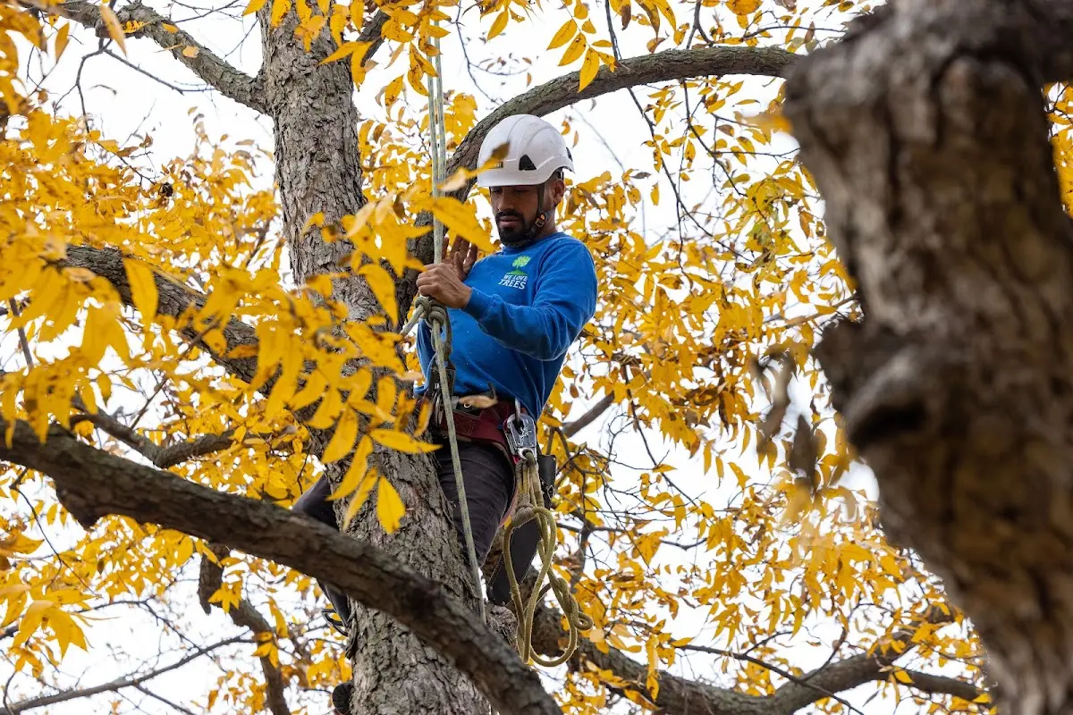 Skilled Tree Pruning crew working in Nehawka